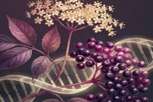Elderberry