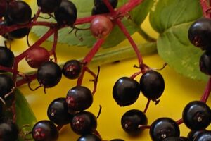 Making Elderberry Syrup